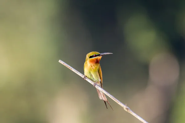 Бджолоїдки Блакитним Хвостом Merops Philippinus Тропічні Птахи Таїланд — стокове фото