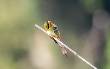 Arı kuşugiller, mavi kuyruklu arı kuşu philippinus, tropik kuş, Tayland