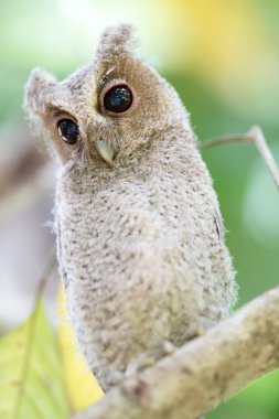 Collared Scops Owl bird in nature