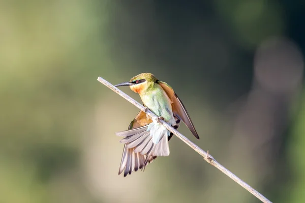 Blauschwanzbienenfresser Merops Philippinus Tropischer Vogel Thailand — Stockfoto