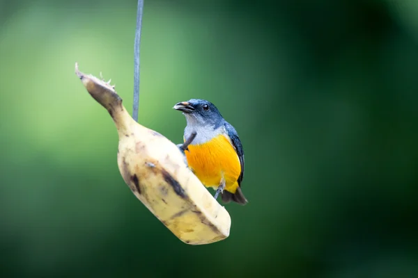 橙腹 flowerpecker 鸟 — 图库照片