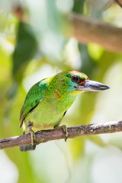 Rotkehlbarbevogel — Stockfoto