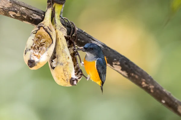 橙腹 flowerpecker 鸟 — 图库照片