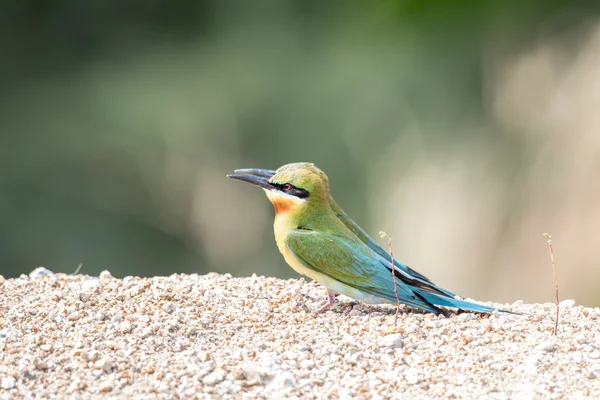 蓝尾食蜂鸟鸟 — 图库照片