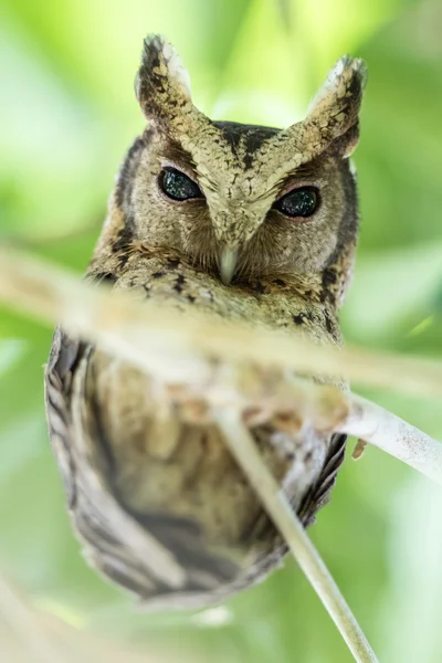 Collared Scops Owl Bird Nature — ストック写真