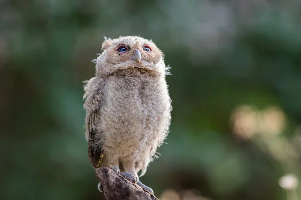 Collared Scops Owl Bird Nature — Foto de Stock