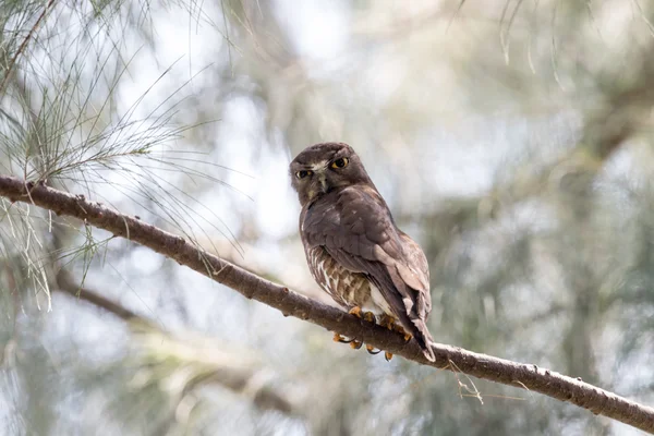 Collared Scops Owl Bird Nature — Foto de Stock