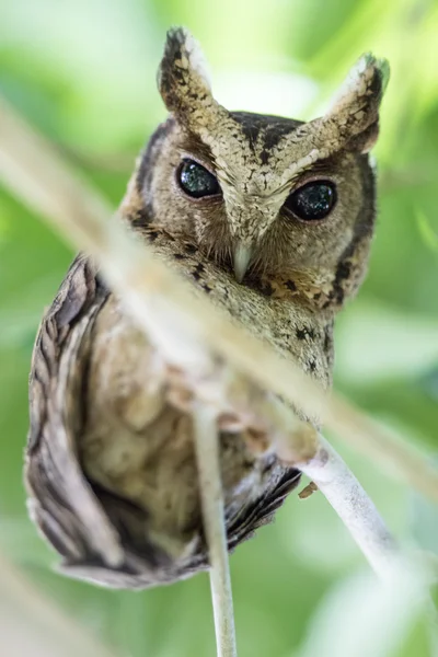 Collared Scops Owl Bird Nature — Stock Photo, Image