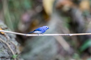 Siyah enseli hükümdar, Hypothymis azurea