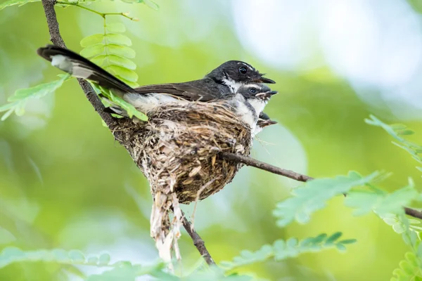 Halsband Scops Eulenvogel Der Natur — Stockfoto