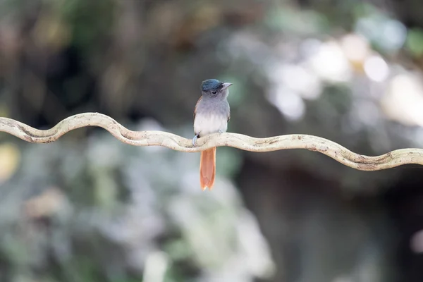 Aziatische Vogel Van Het Paradijs Vliegenvanger — Stockfoto