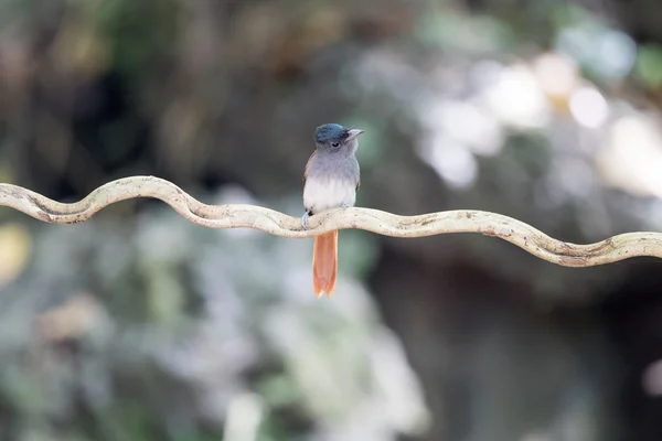 Asijské Ptačí Ráj Flycatcher — Stock fotografie