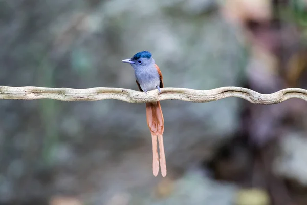 Aziatische Vogel Van Het Paradijs Vliegenvanger — Stockfoto