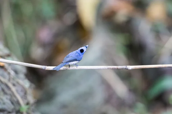 Zwart-naped Monarch, Hypothymis azurea — Stockfoto