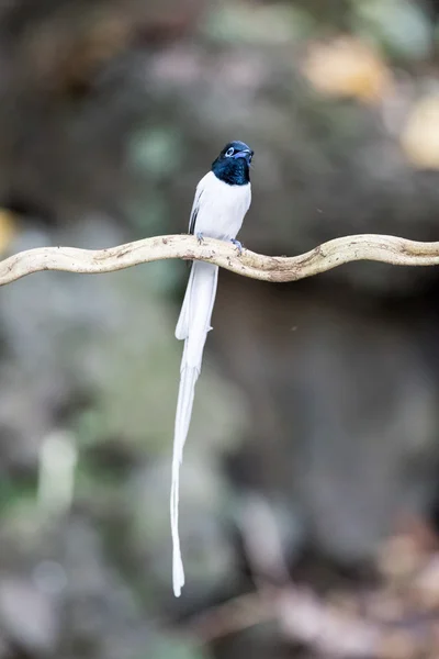 Aziatische paradijs vliegenvanger, met witte lange staart morph — Stockfoto