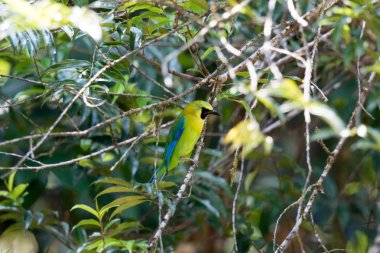 Yaprak kuşugiller mavi kanatlı beslenme davranışı