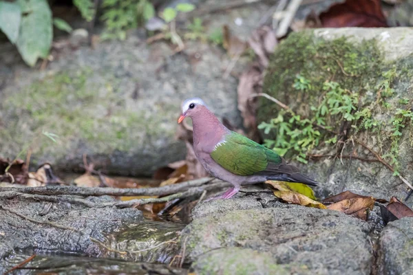 Smaragdduif of Green Pigeon — Stockfoto