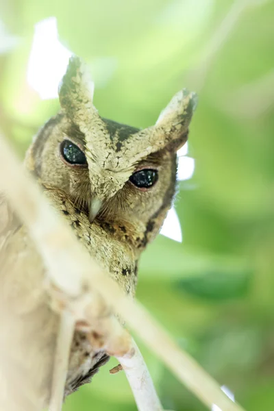 Límečkem scops sova pták — Stock fotografie