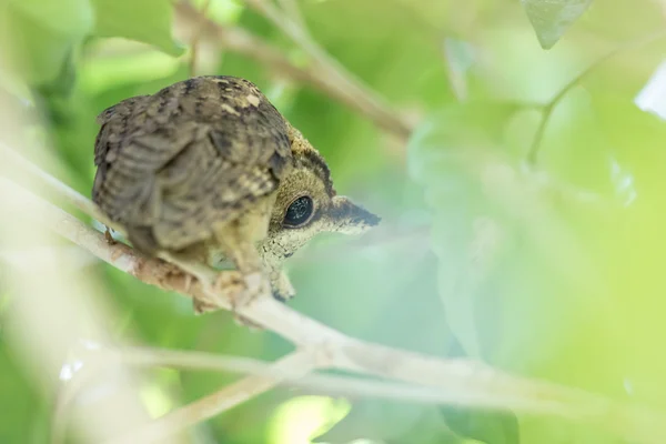 Collared scops owl bird — Stock Photo, Image