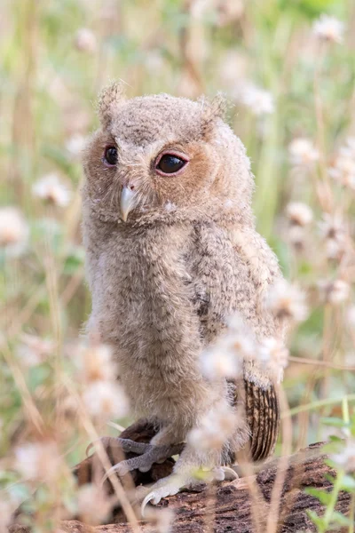 Búho de Scops con cuello — Foto de Stock