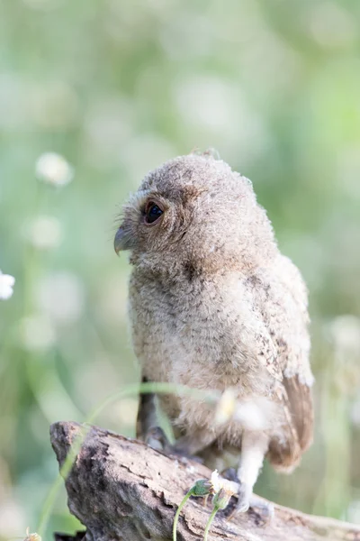 Búho de Scops con cuello — Foto de Stock