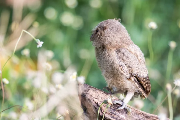 Búho de Scops con cuello — Foto de Stock