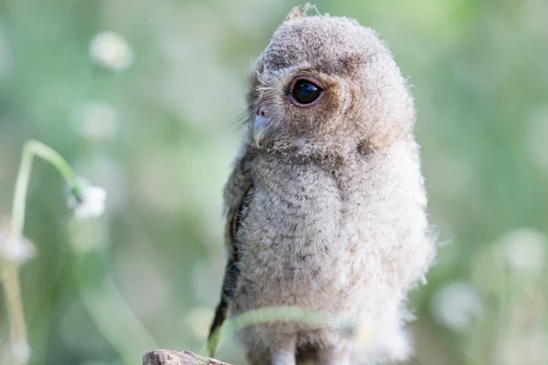 Collared scops owl — Stock Photo, Image