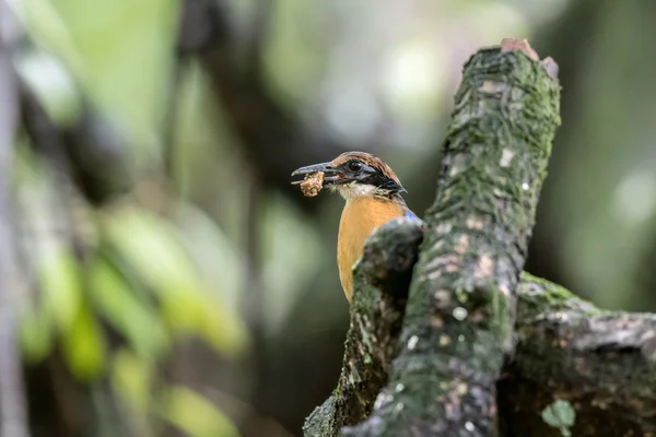 Mangrovové pitta v přírodě a krásné pozadí. — Stock fotografie