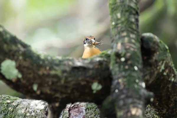 Mangrovové pitta v přírodě a krásné pozadí. — Stock fotografie