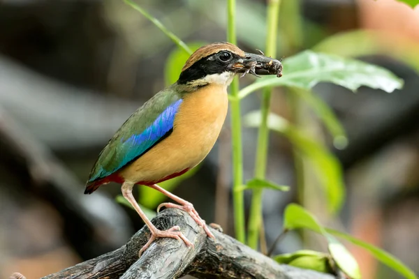 Mangrovové pitta v přírodě a krásné pozadí. — Stock fotografie