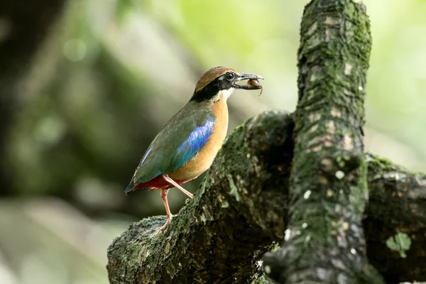 Mangrovové pitta v přírodě a krásné pozadí. — Stock fotografie