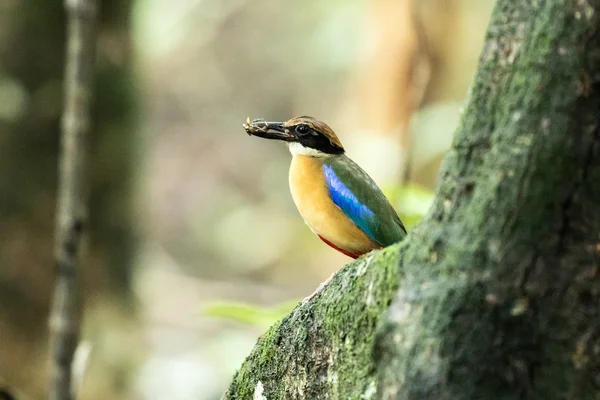 Mangrovové pitta v přírodě a krásné pozadí. — Stock fotografie