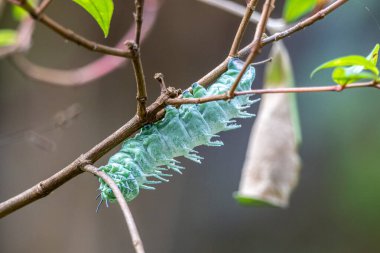 Dev Atlas Güve Tırtılları