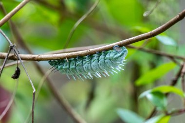 Dev Atlas Güve Tırtılları