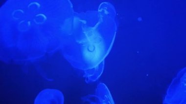 Ay Denizanası (Aurelia Aurita) Yüzen Su Altında.