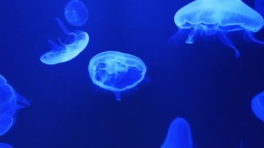 Ay Denizanası (Aurelia Aurita) Yüzen Su Altında.