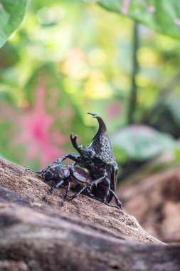 Siyam gergedanı böcekleri çiftleşiyor.. 