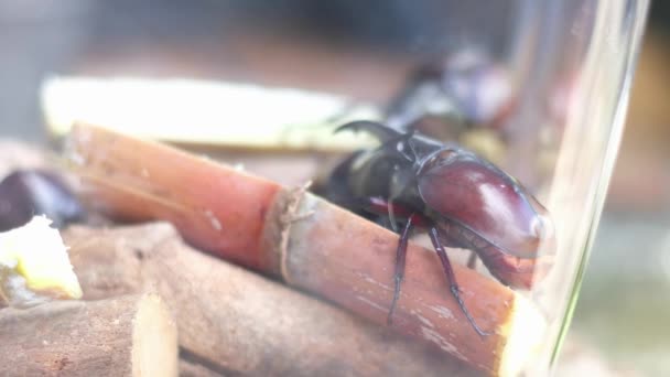 Geur Van Het Vrouwtje Leidt Mannelijke Neushoorn Naar Een Duel — Stockvideo