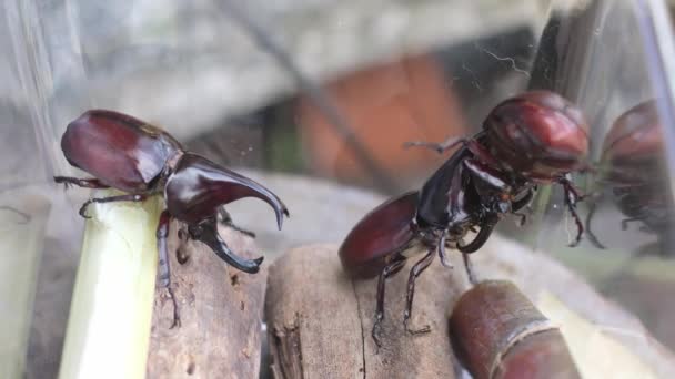 Odeur Femelle Conduit Rhinocéros Mâle Duel Pendant Saison Des Amours — Video