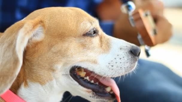 Spela Ukulele med beagle hund — Stockvideo