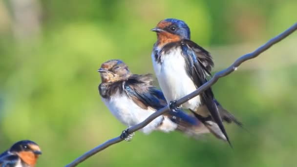 Barn swallow — Stock Video