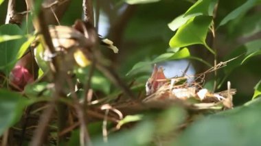 Yeni doğan sarı Bacalı Bulbul aç bebek kuşlar yuvaya