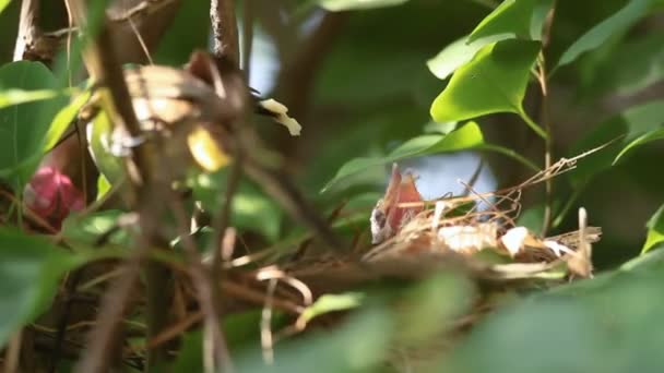 Yeni doğan sarı Bacalı Bulbul aç bebek kuşlar yuvaya — Stok video