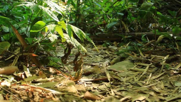 Vogelbeobachter spazieren im Regenwald — Stockvideo