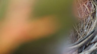 Kuş yuvası Bulbul yumurta sarı Bacalı