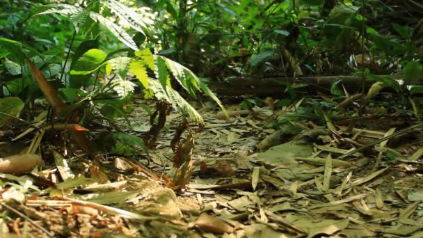 Birdwatcher caminhando na floresta tropical — Vídeo de Stock