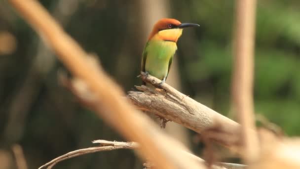 Comedor de abelhas cabeça de castanha — Vídeo de Stock