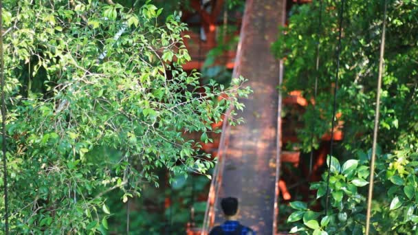 Fågelskådare gå på treetop canopy footbridge — Stockvideo