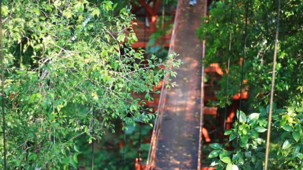 Birdwatcher lopen op treetop canopy footbridge — Stockvideo