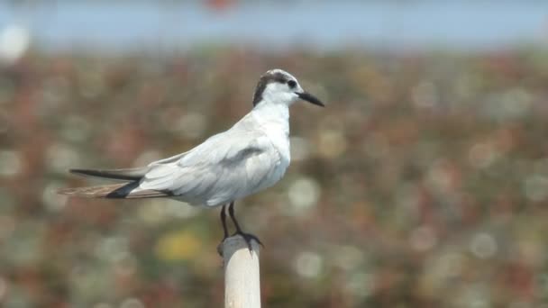 Gaviota descansando en el poste — Vídeos de Stock